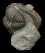 Wide Enrolled Eldredgeops Trilobite - Silica Shale #44387-1